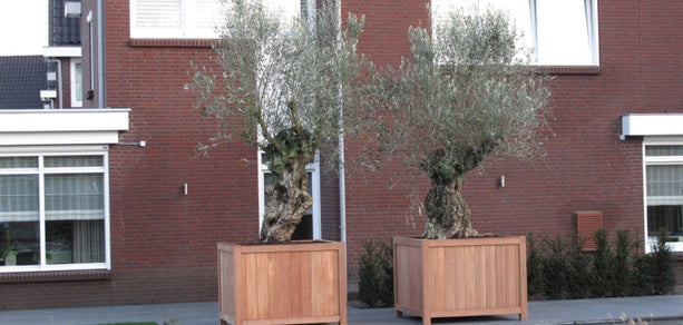 Hardhouten plantenbakken van het seizoen 2025