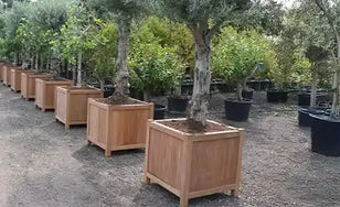 Adezz plantenbakken