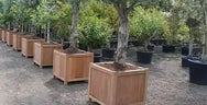 Adezz plantenbakken