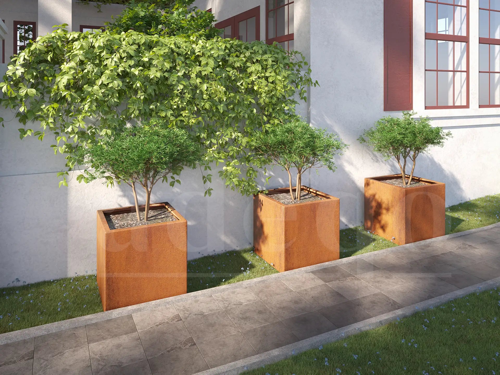 Drie vierkante cortenstalen plantenbakken van 60x60x60 cm met jonge bomen, geplaatst langs een modern gebouw met witte gevel en rode kozijnen, omringd door gras en een betegeld pad.