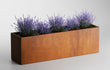 Close-up van een rechthoekige cortenstalen plantenbak 200x50x60 cm, gevuld met paarse lavendelplanten die mooi contrasteren met de roestbruine kleur van het staal, geplaatst tegen een neutrale achtergrond.