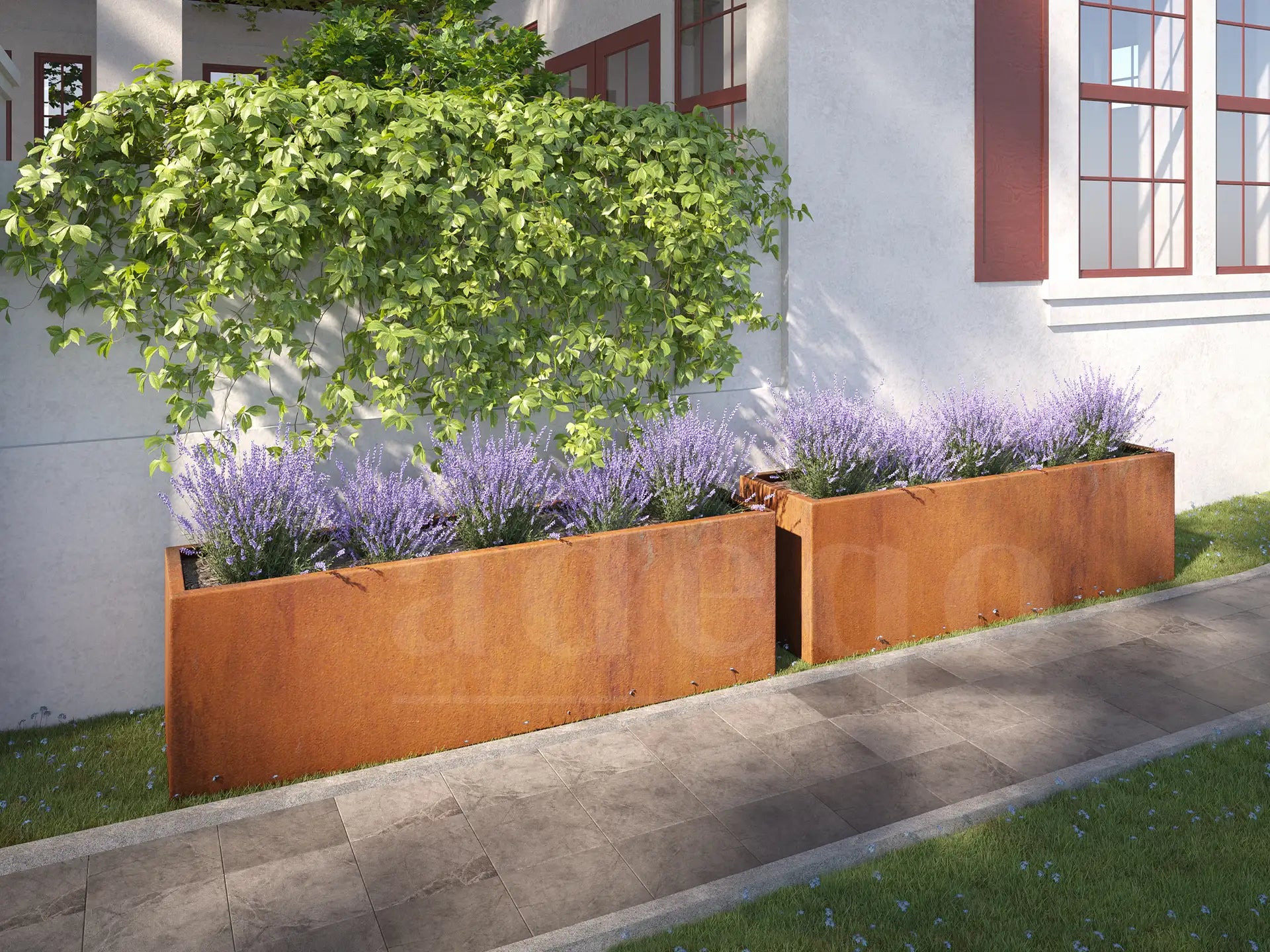 Twee grote cortenstalen plantenbakken van 200x50x60 cm met weelderige lavendelplanten, sfeervol opgesteld langs een gevel met witte muren en grote ramen, wat zorgt voor een natuurlijke en elegante uitstraling in de tuin.