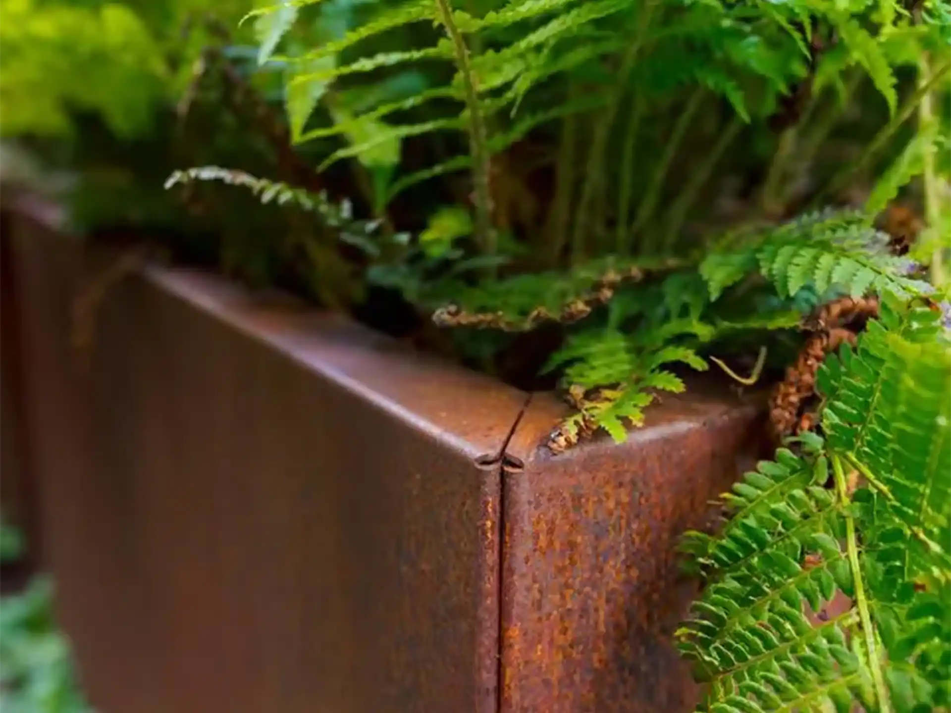 Close-up van de Adezz Carrez Cortenstaal Plantenbak zonder bodem, gevuld met varens in een groene tuinomgeving.