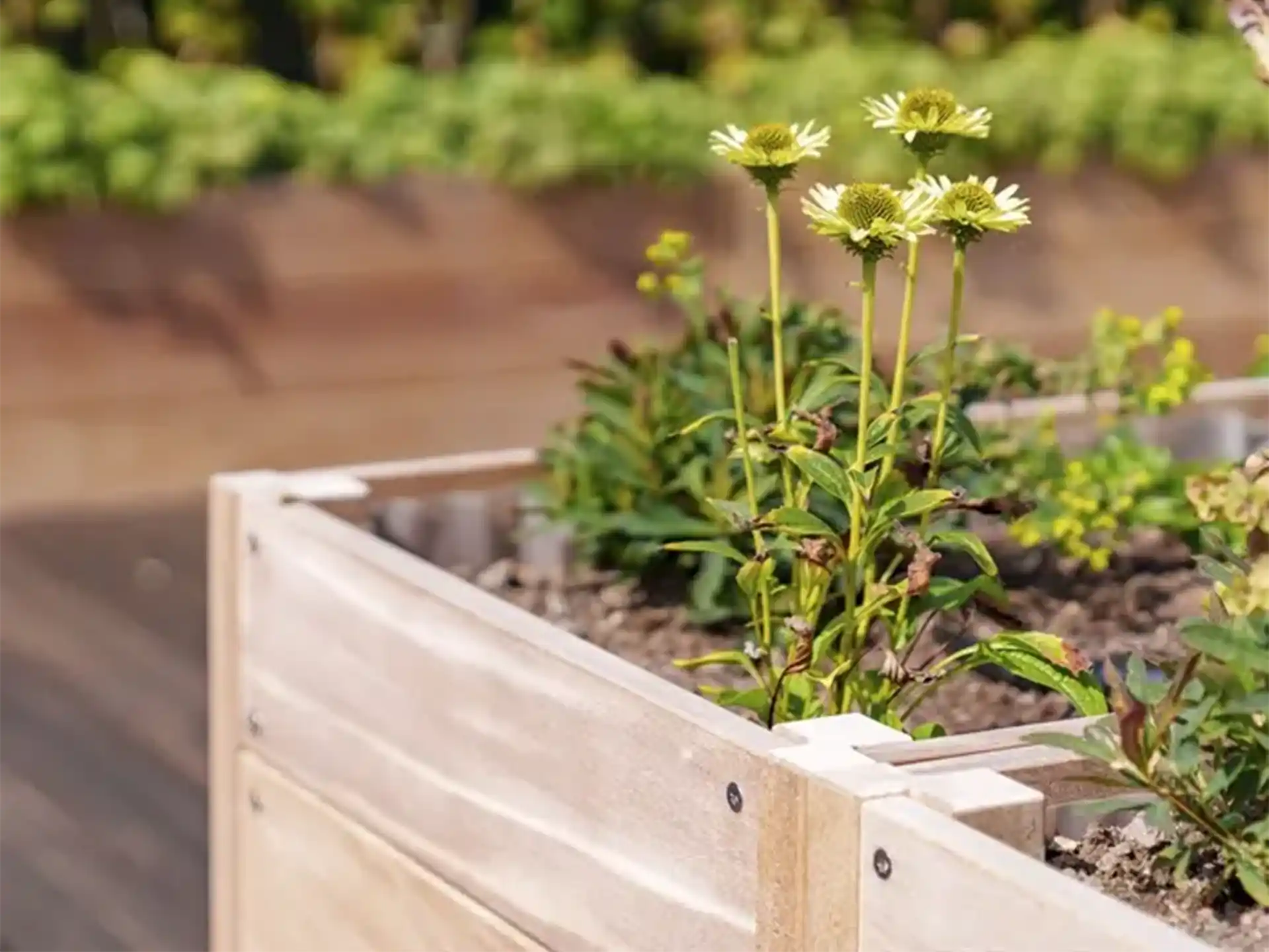 Close-up van de Adezz Carrez hardhouten plantenbak met bodem, beplant met bloemen in een tuin.