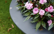Detailfoto van Adezz Ceder polyester plantenbak rond schaalmodel in zwart met roze bloemen.
