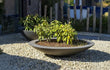 Twee Adezz Ceder polyester plantenbakken rond schaalmodel gevuld met sierplanten op grind.
