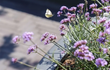 Adezz Circum polyester plantenbak rond recht met kleurrijke paarse bloemen en een vlinder erboven.