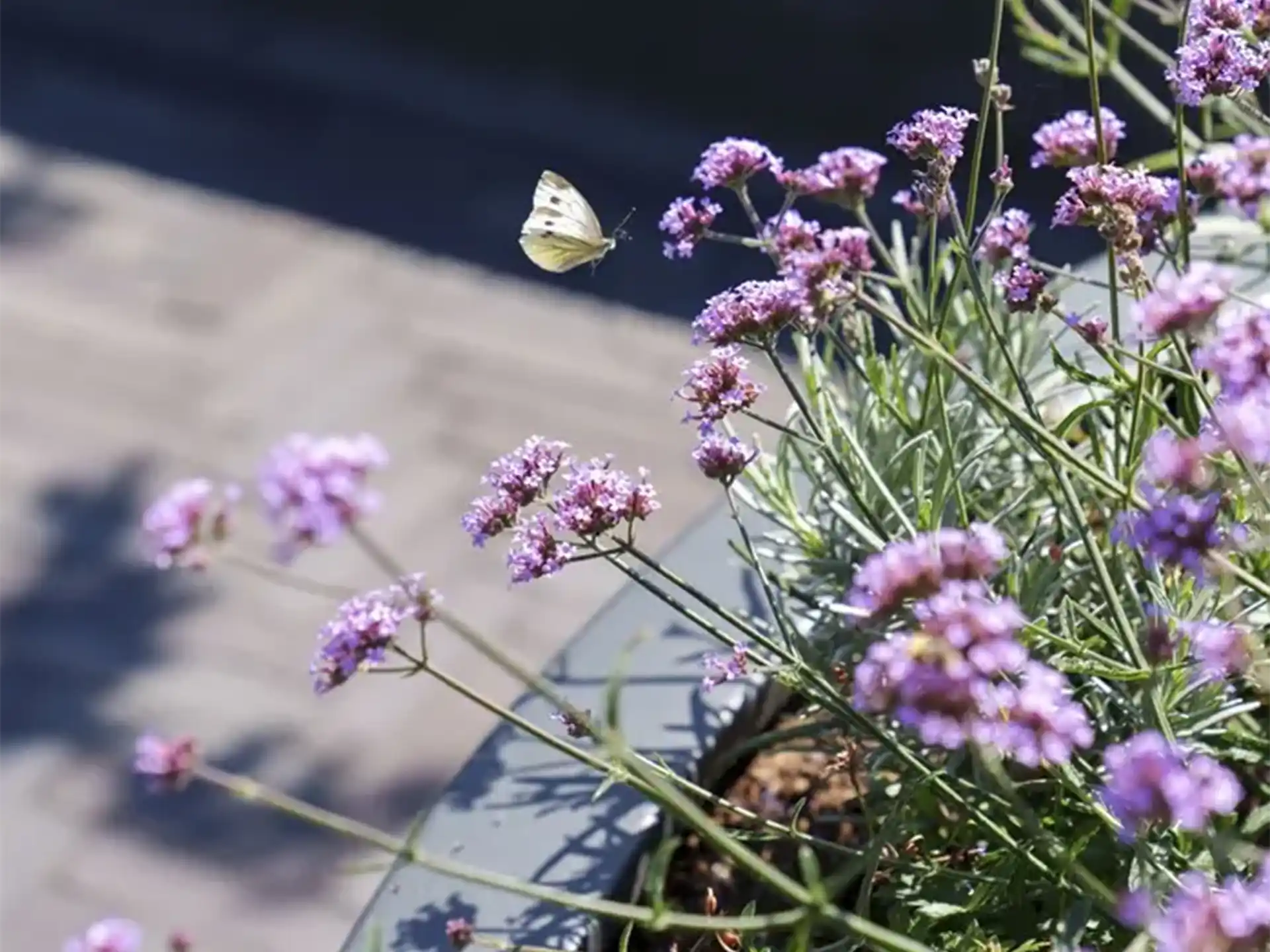 Adezz Circum polyester plantenbak rond recht met kleurrijke paarse bloemen en een vlinder erboven.