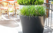 Adezz Conic aluminium plantenbak rond op terras met siergrassen en groene beplanting.