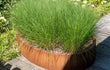 Adezz Ellipse Cortenstaal Plantenbak Ovaal met bodem, gevuld met groene sierplanten op een houten terras.
