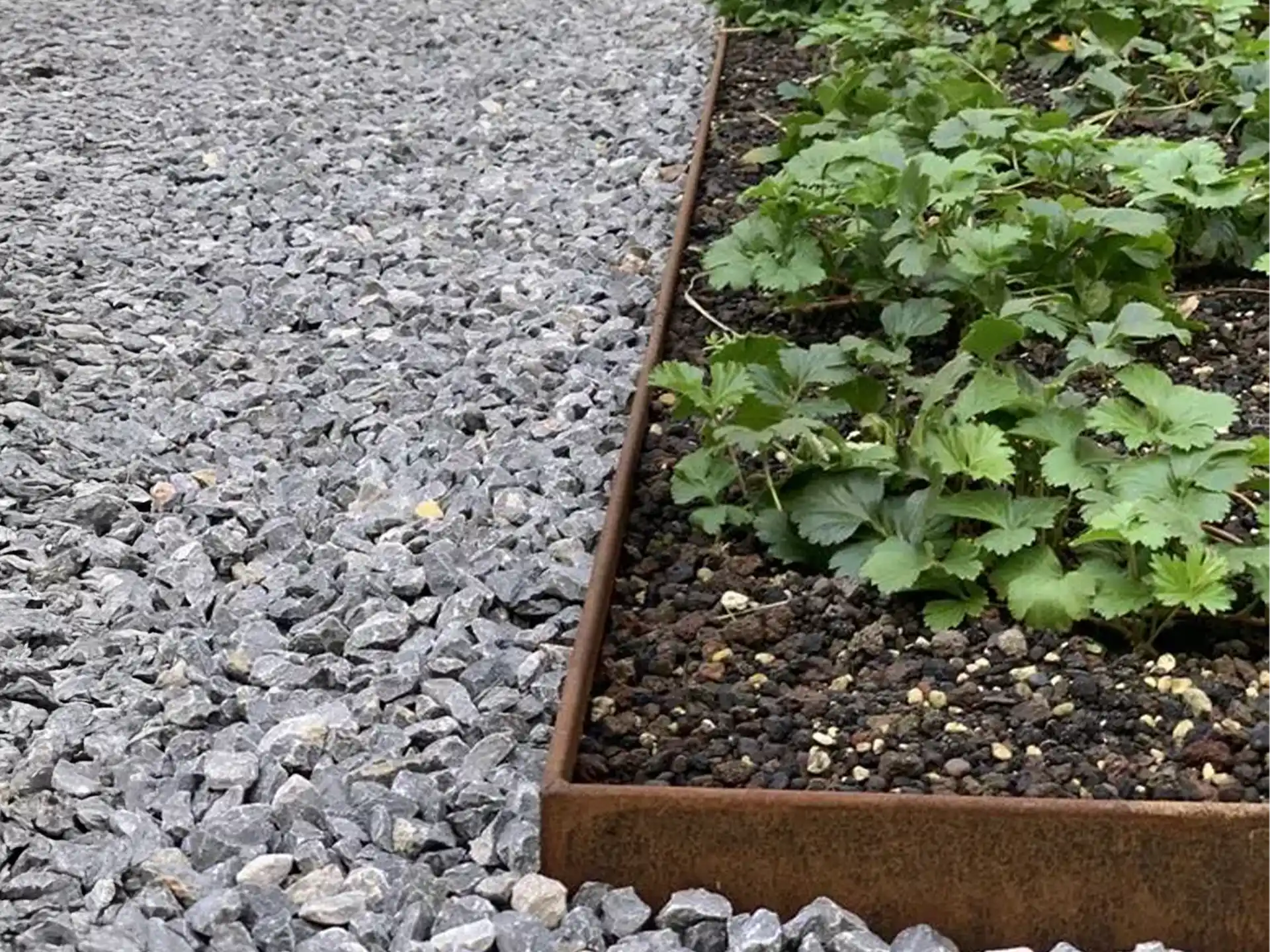 Adezz kantopsluiting van cortenstaal in hoek, gebruikt als strakke border tussen grind en planten.
