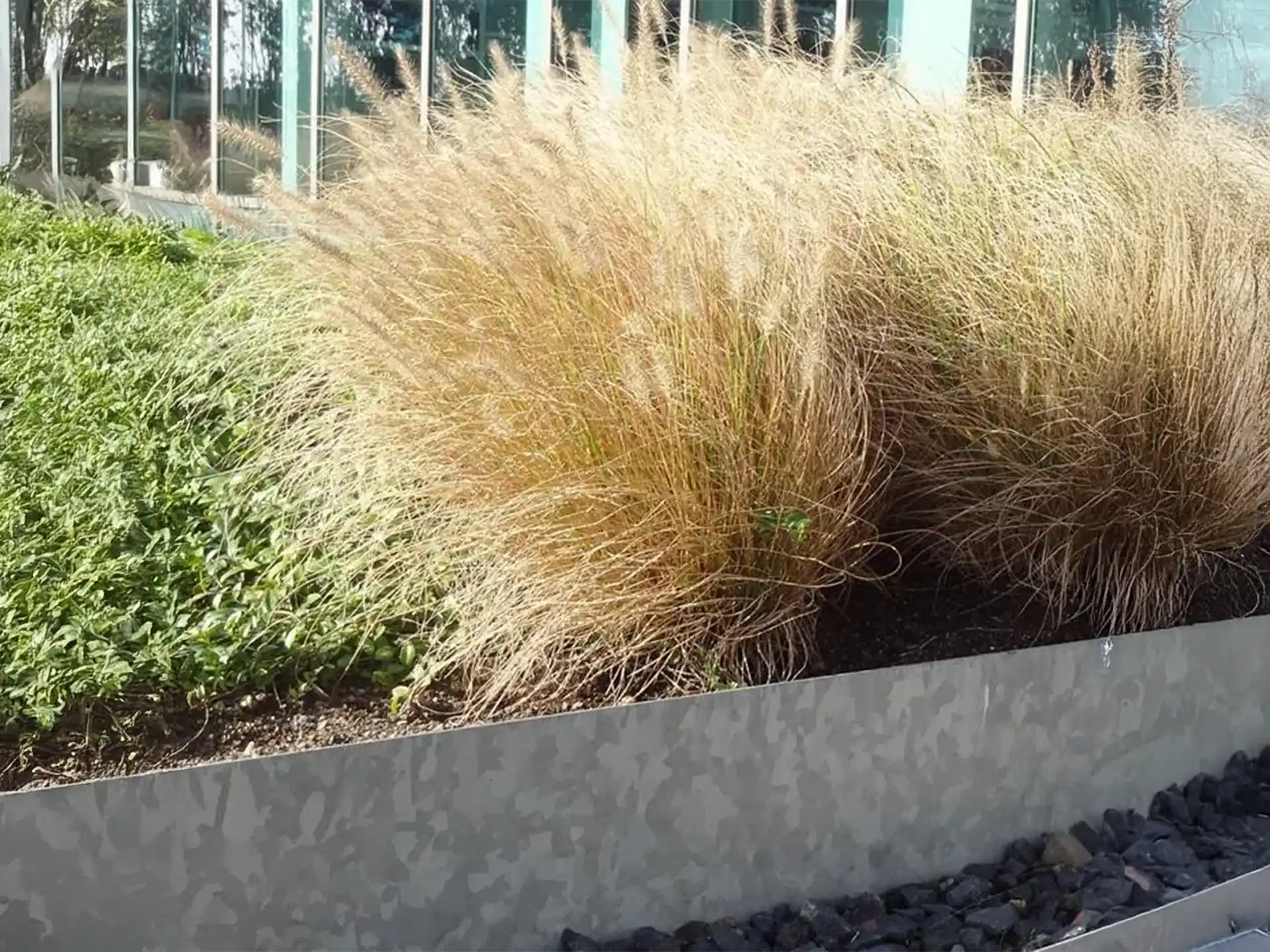 Adezz kantopsluiting van verzinkt staal gebruikt als strakke border langs siergrassen, duurzaam en onderhoudsarm.
