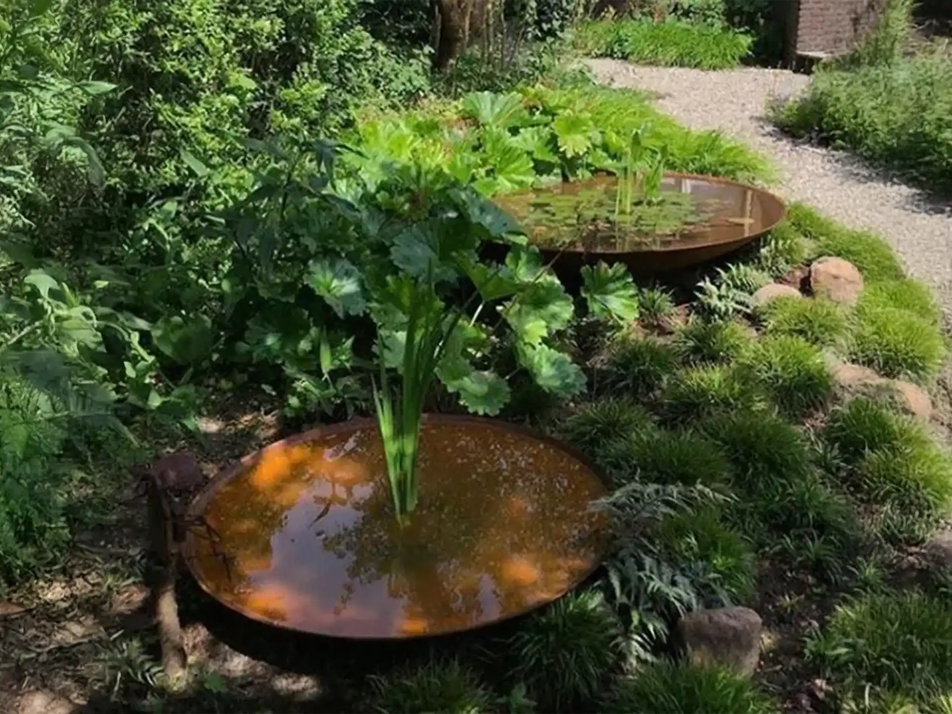 Adezz waterschaal van cortenstaal met waterplanten, geplaatst in een groene tuin tussen gras en struiken.