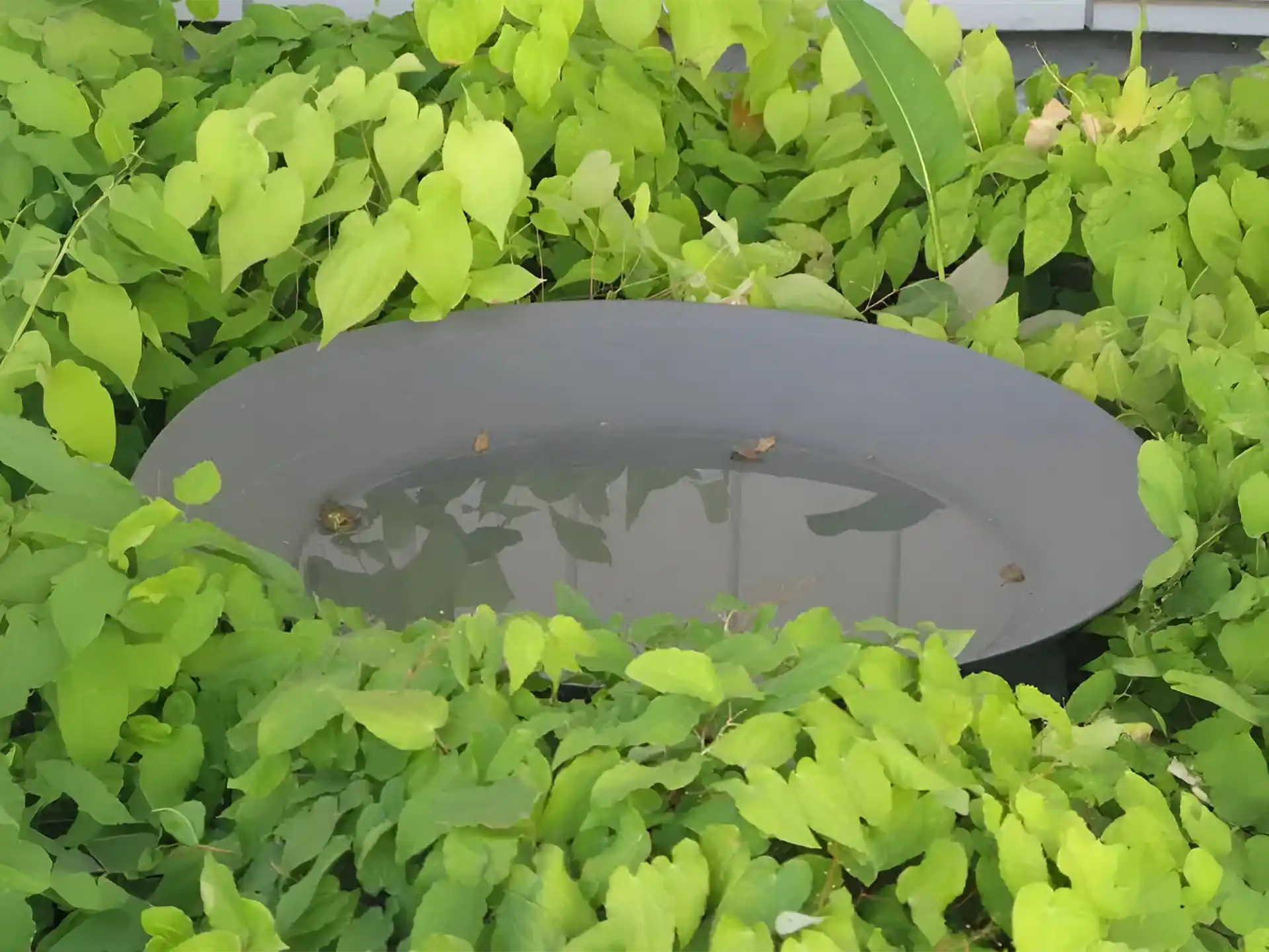 Adezz waterschaal van gecoat staal gevuld met water, omringd door groene bladeren en planten in de tuin.
