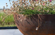 Bocca Adezz Cortenstaal Plantenbak Rond met bodem, gevuld met bloemen en geplaatst in een moderne buitenruimte.