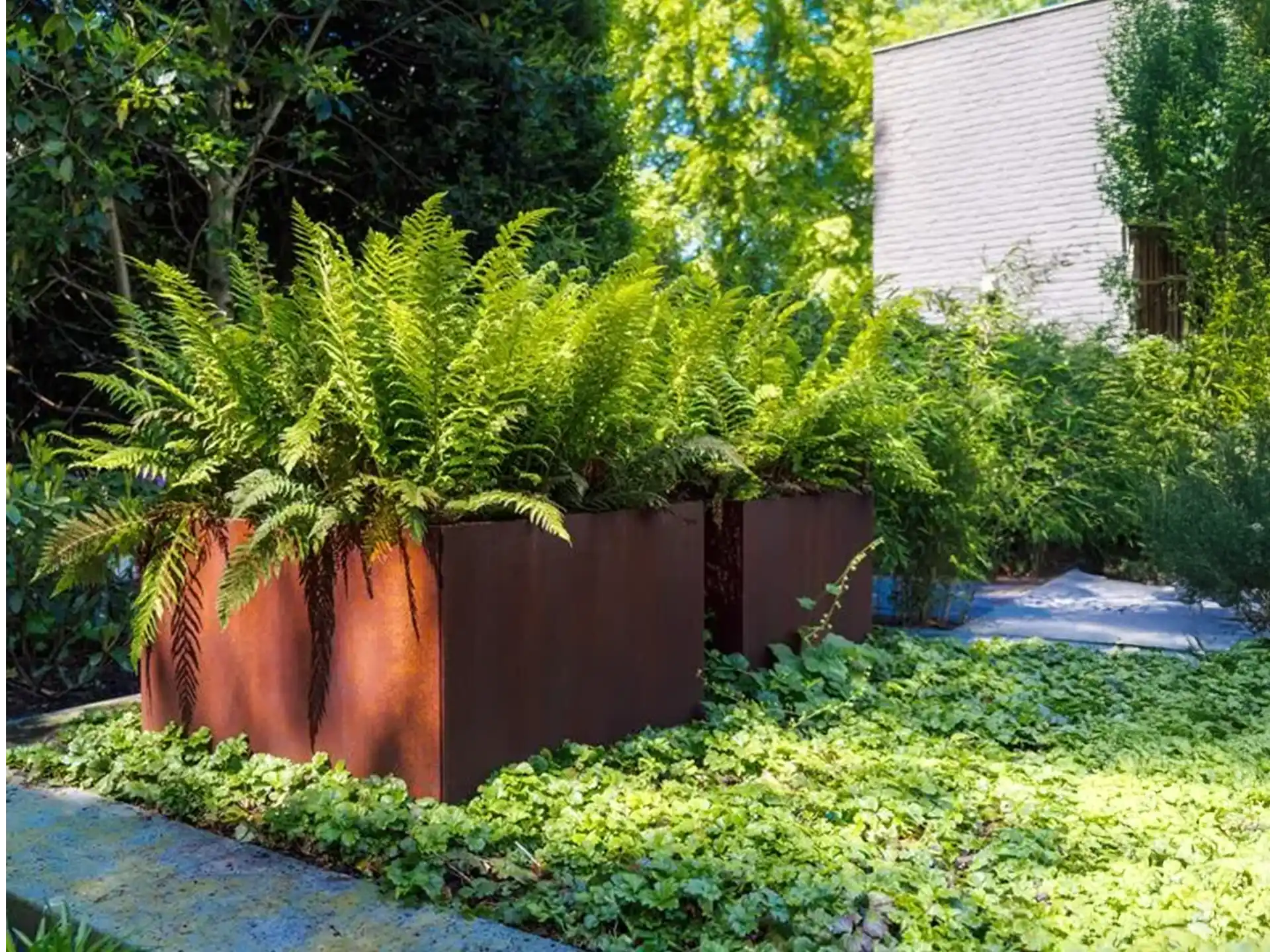 Adezz Carrez Cortenstaal Plantenbak zonder bodem, beplant met varens en geplaatst in een moderne tuin met veel groen.