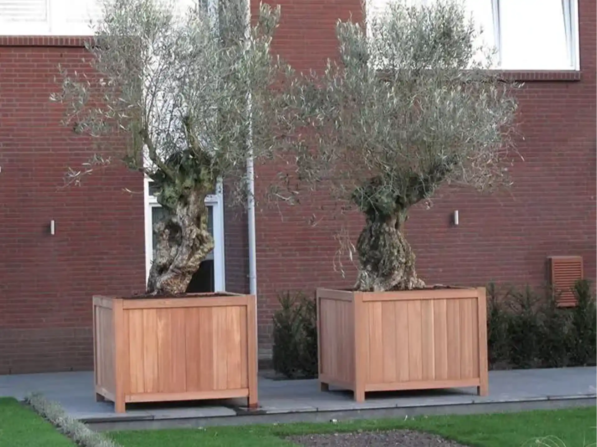 Twee Adezz Valencia hardhouten plantenbakken rechthoek op poten, beplant met olijfbomen naast een woning.