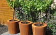 Drie Adezz Conic Cortenstaal Plantenbakken Rond met bodem, beplant met jonge bomen op een terras bij een houten schutting.
