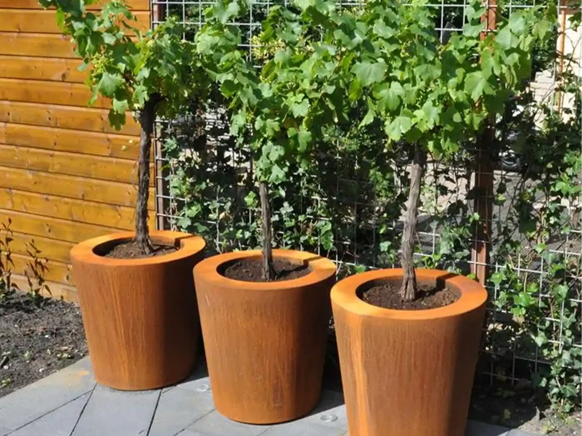 Drie Adezz Conic Cortenstaal Plantenbakken Rond met bodem, beplant met jonge bomen op een terras bij een houten schutting.